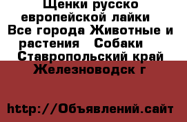 Щенки русско европейской лайки - Все города Животные и растения » Собаки   . Ставропольский край,Железноводск г.